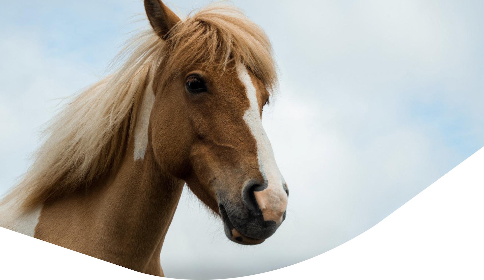 Perfect Teams Horse